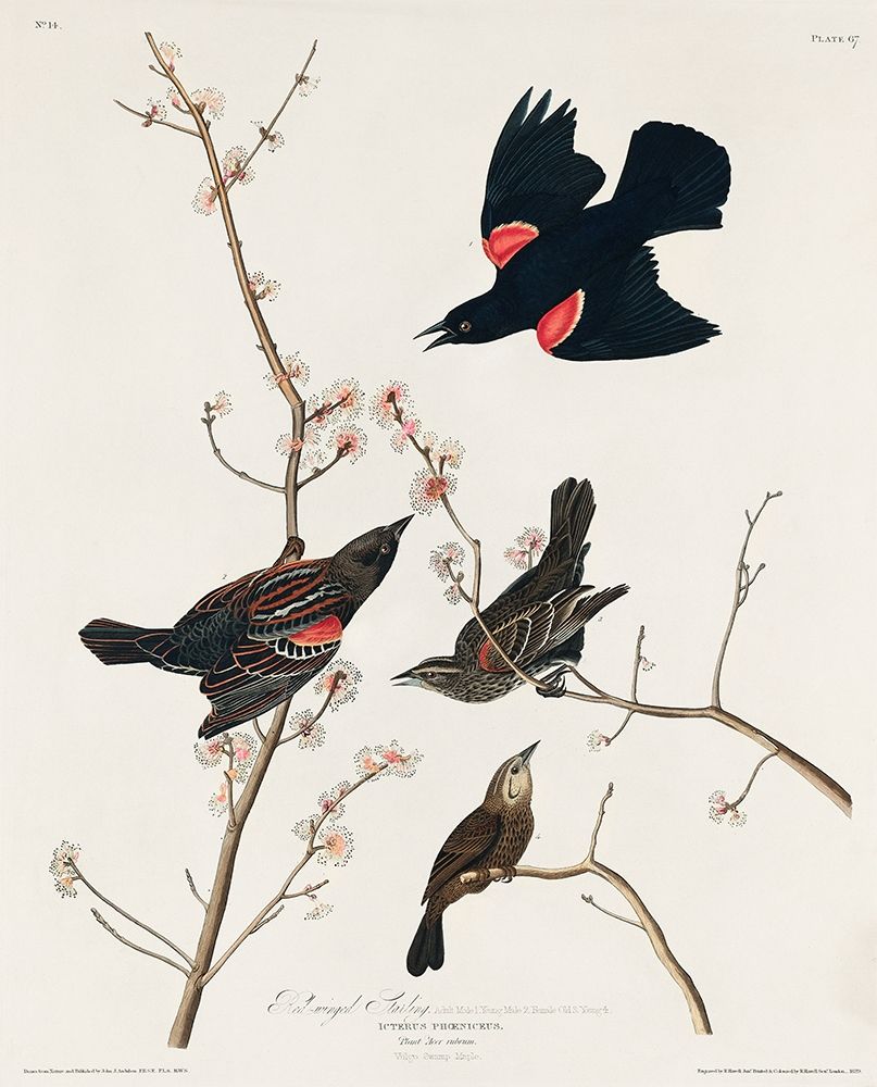 Red winged Starling, or Marsh Blackbird art print by John James Audubon for $57.95 CAD