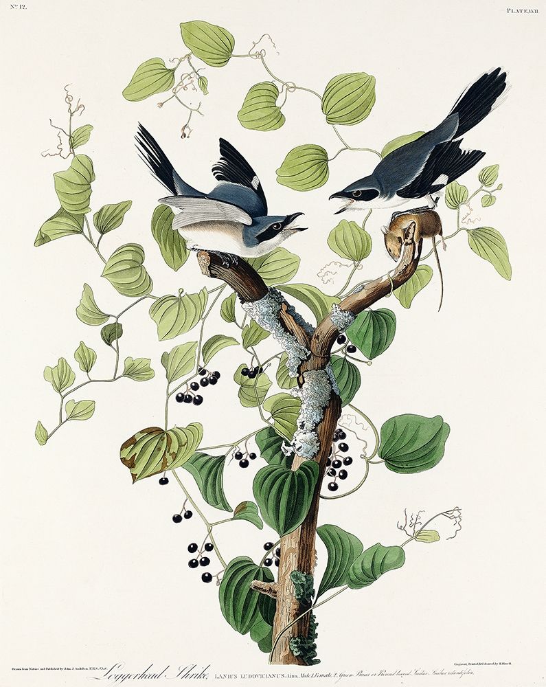 Loggerhead Shrike art print by John James Audubon for $57.95 CAD