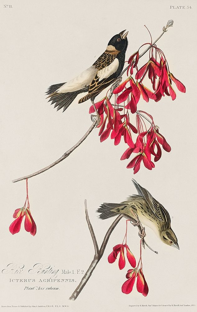 Rice Bird art print by John James Audubon for $57.95 CAD
