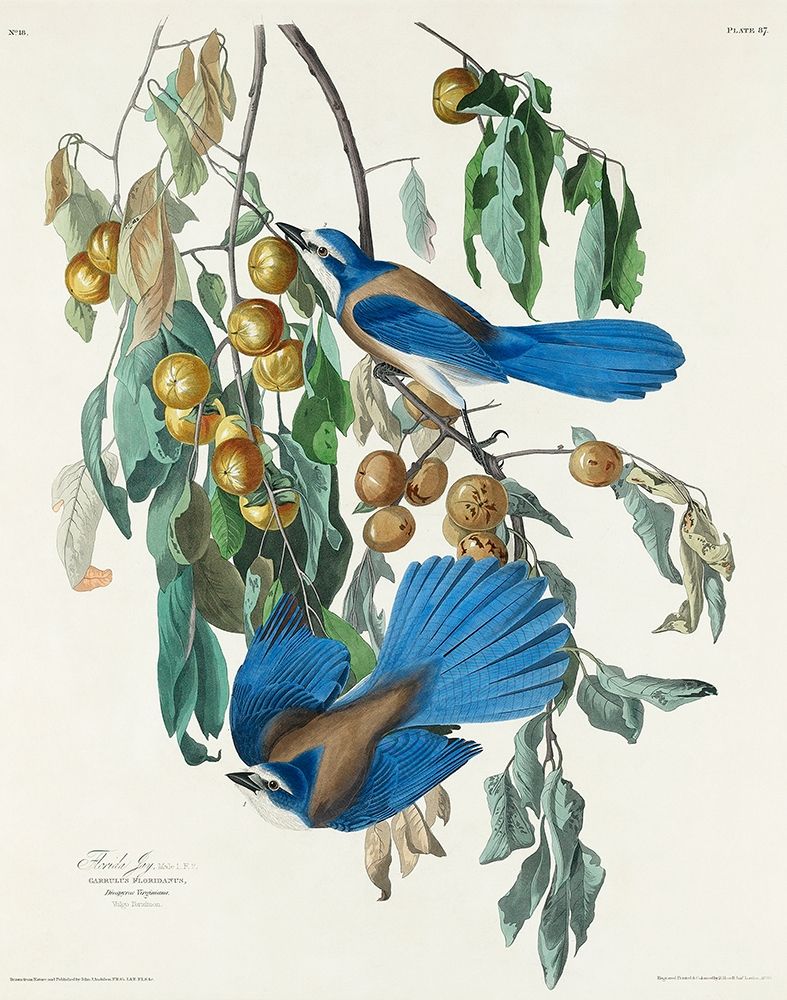 Florida Jay art print by John James Audubon for $57.95 CAD