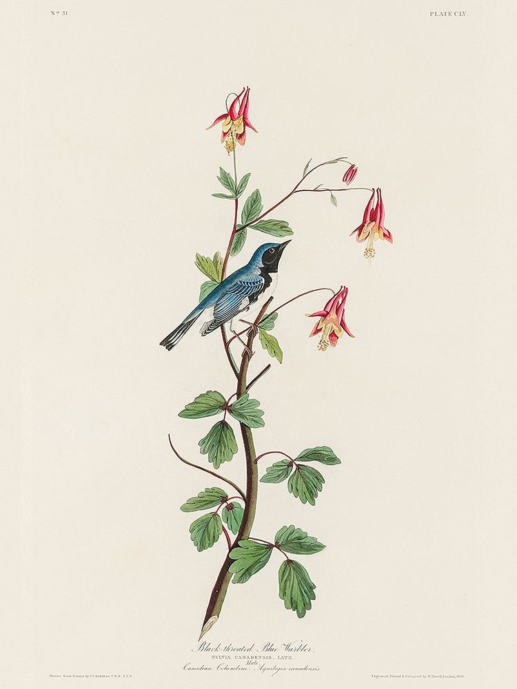 Black-throated Blue Warbler art print by John James Audubon for $57.95 CAD