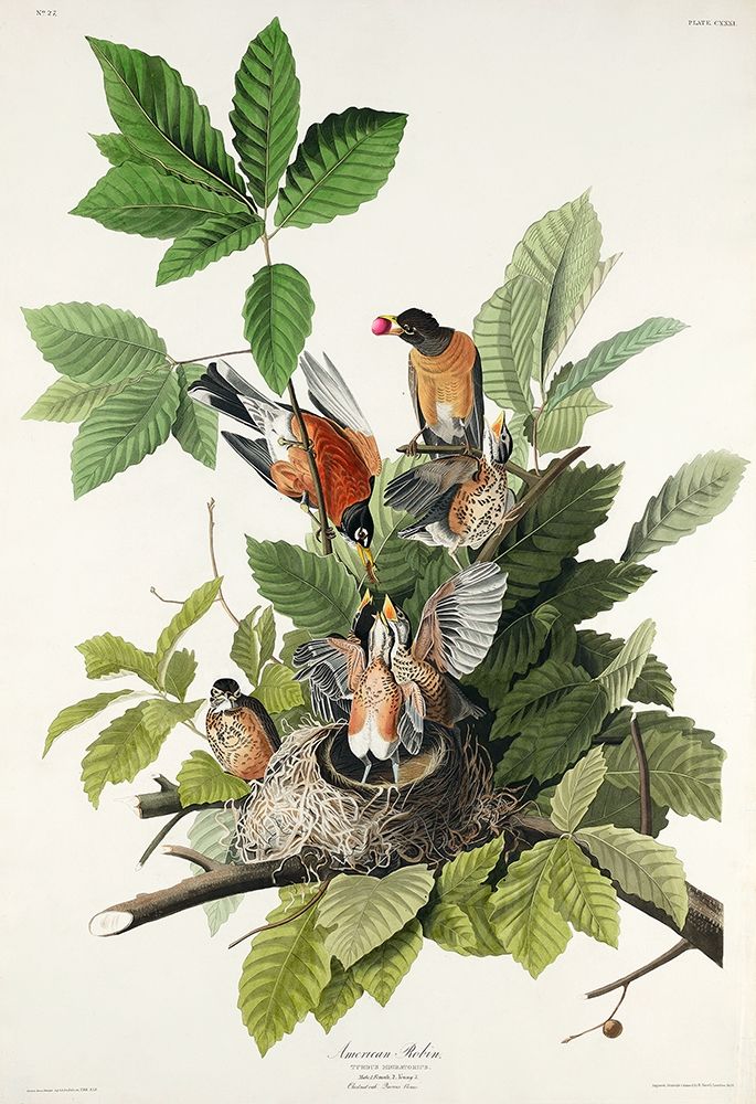 American Robin art print by John James Audubon for $57.95 CAD