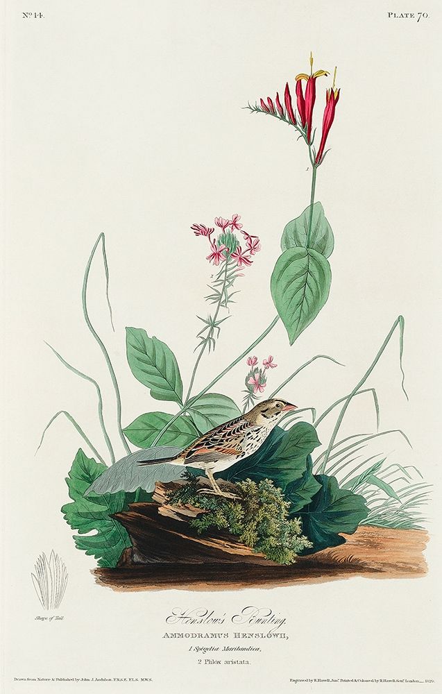 Henslows Bunting art print by John James Audubon for $57.95 CAD