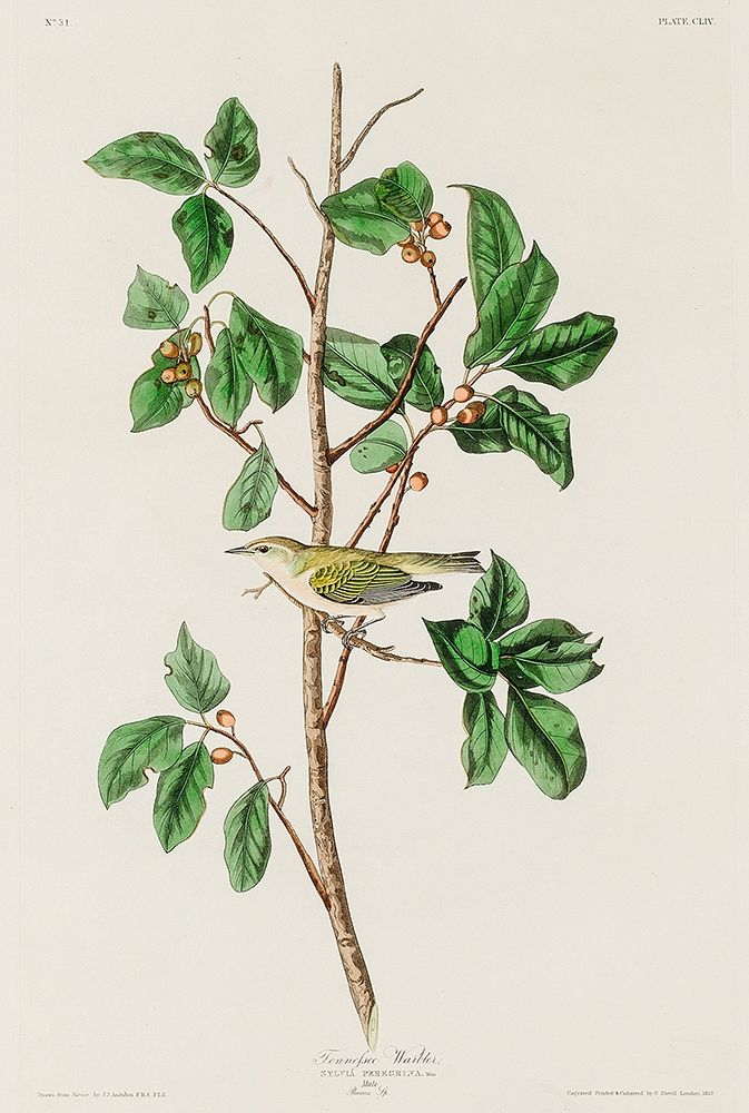 Tennessee Warbler art print by John James Audubon for $57.95 CAD