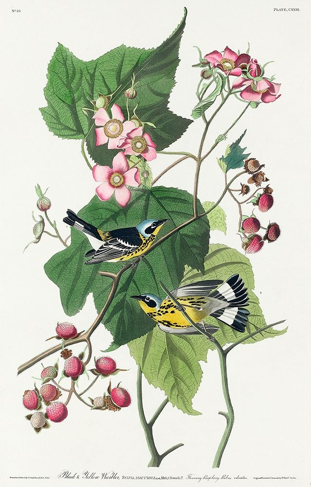 Black and Yellow Warblers art print by John James Audubon for $57.95 CAD