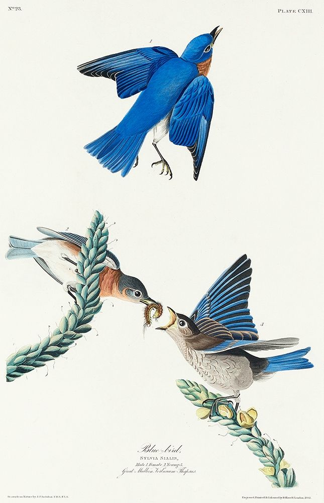 Blue-bird art print by John James Audubon for $57.95 CAD