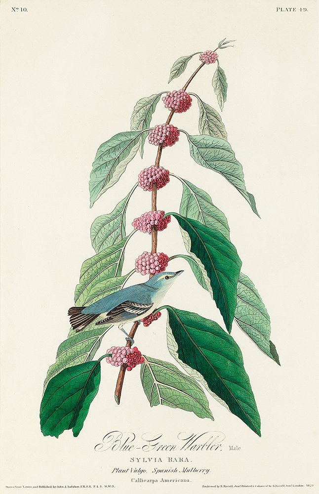 Blue-green Warbler art print by John James Audubon for $57.95 CAD