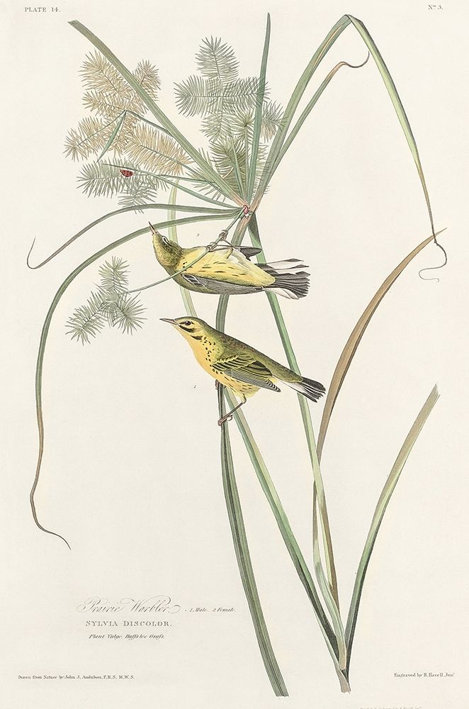 Prairie Warbler art print by John James Audubon for $57.95 CAD