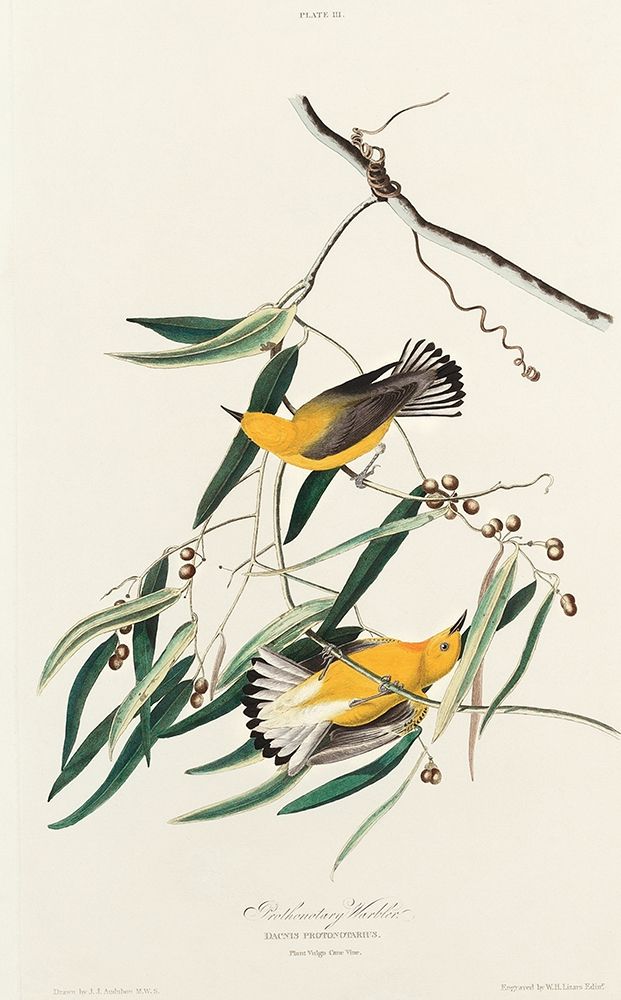 Prothonotary Warbler art print by John James Audubon for $57.95 CAD