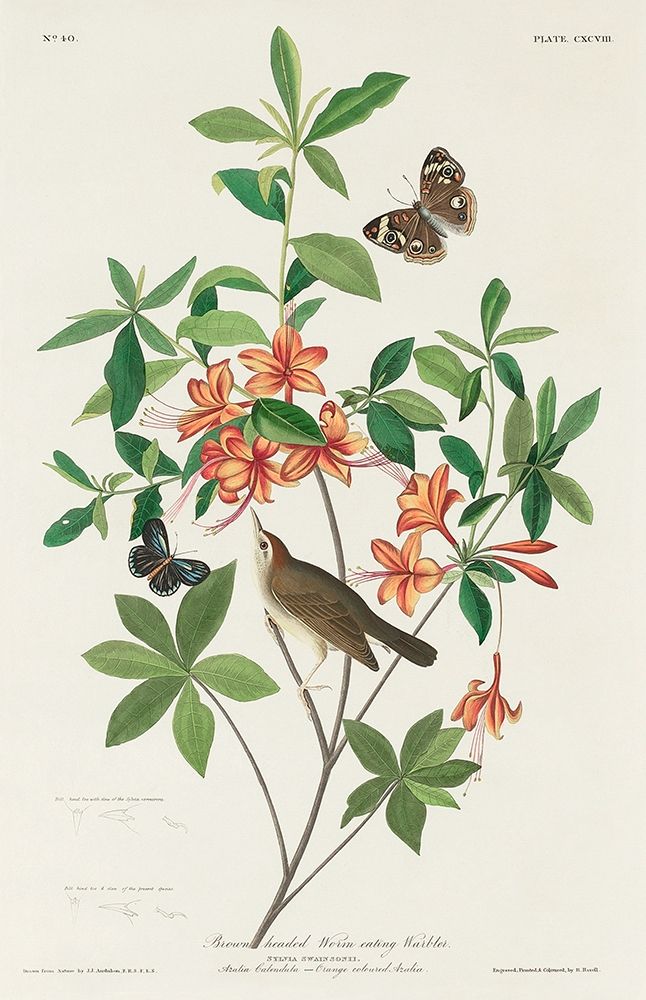 Brown headed Worm eating Warbler art print by John James Audubon for $57.95 CAD
