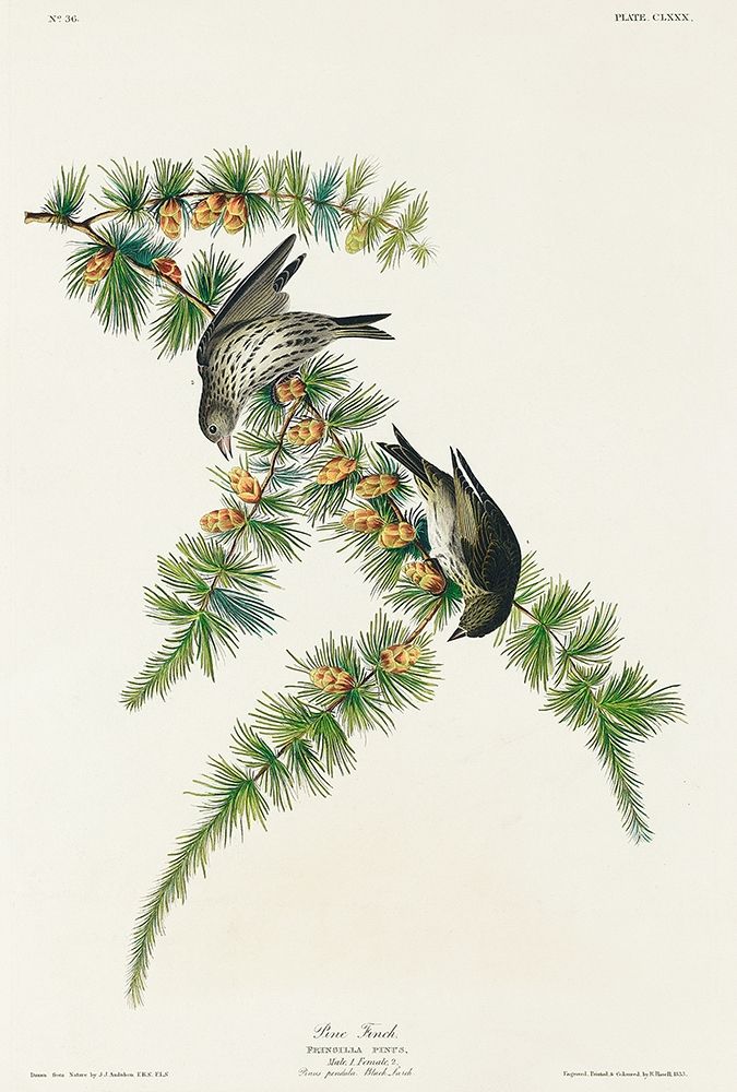 Pine Finch art print by John James Audubon for $57.95 CAD