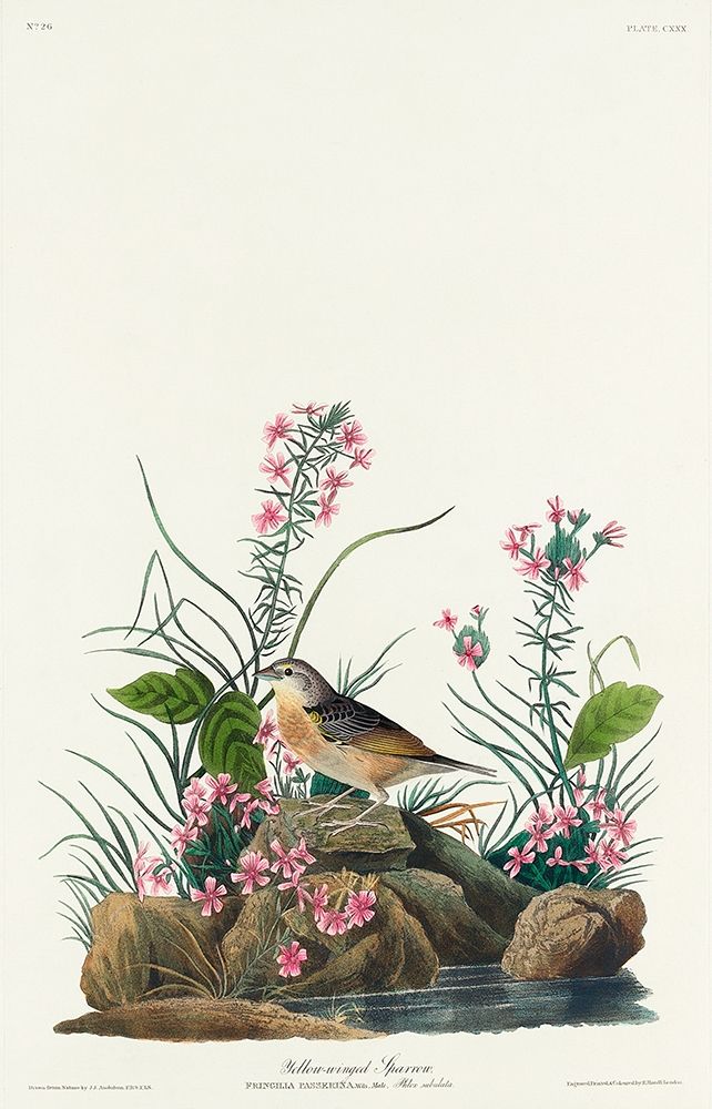 Yellow-winged Sparrow art print by John James Audubon for $57.95 CAD