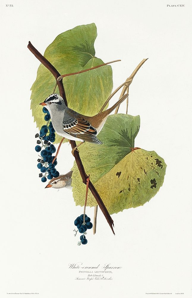 White-crowned Sparrow art print by John James Audubon for $57.95 CAD