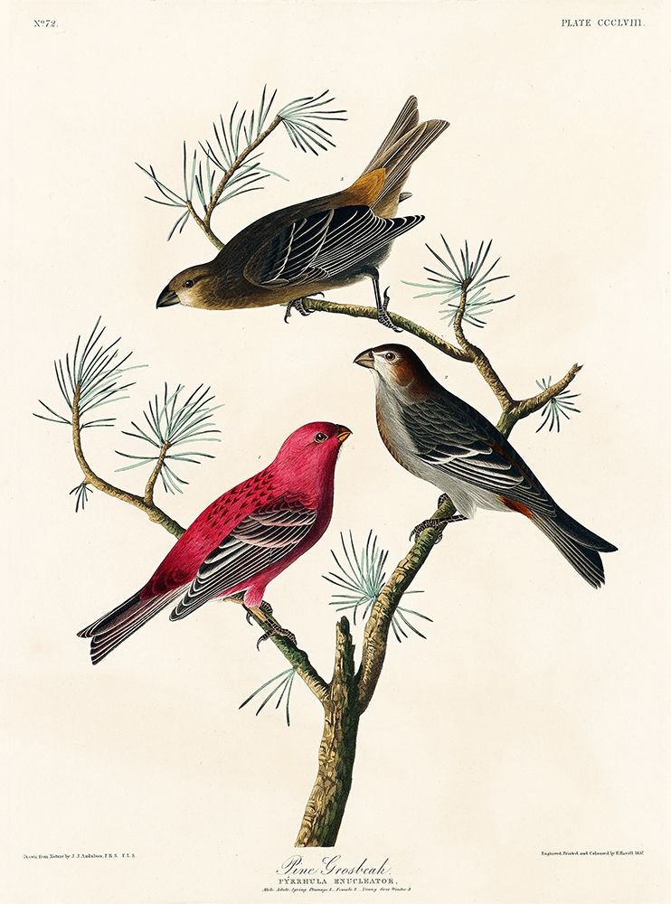 Pine Grosbeak art print by John James Audubon for $57.95 CAD
