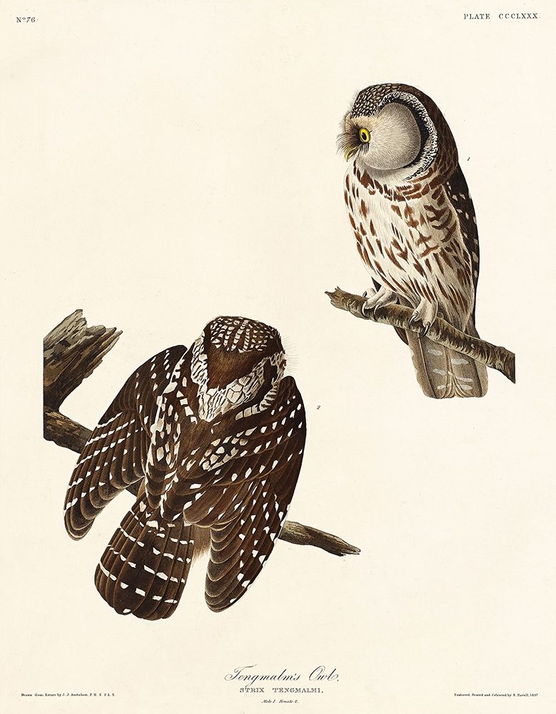 Tengmalms Owl art print by John James Audubon for $57.95 CAD