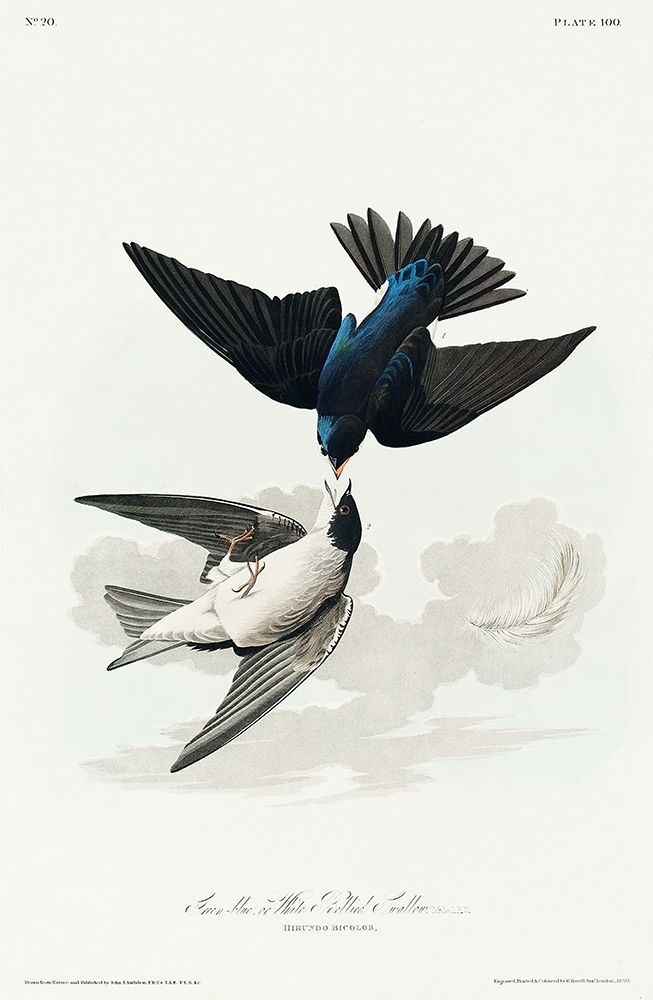 White-bellied Swallow art print by John James Audubon for $57.95 CAD