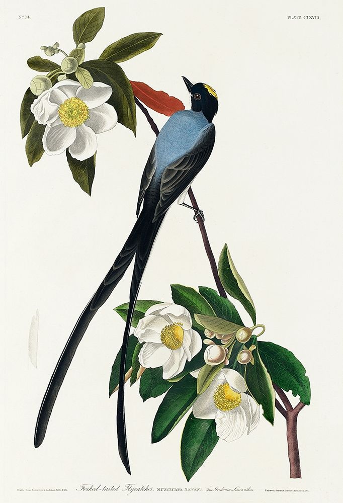 Fork-tailed Flycatcher art print by John James Audubon for $57.95 CAD