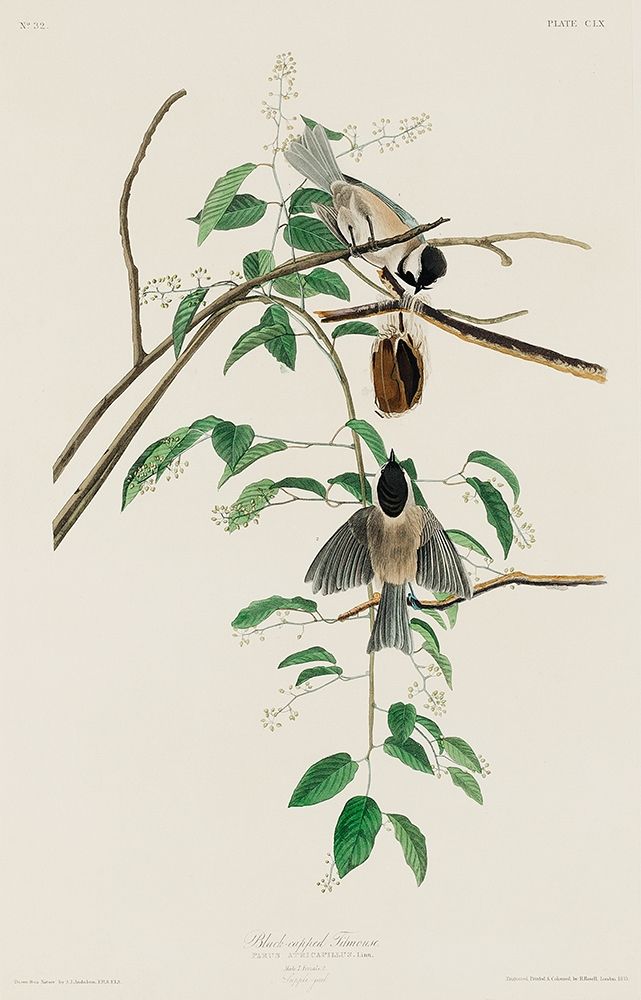 Carolina Titmouse art print by John James Audubon for $57.95 CAD