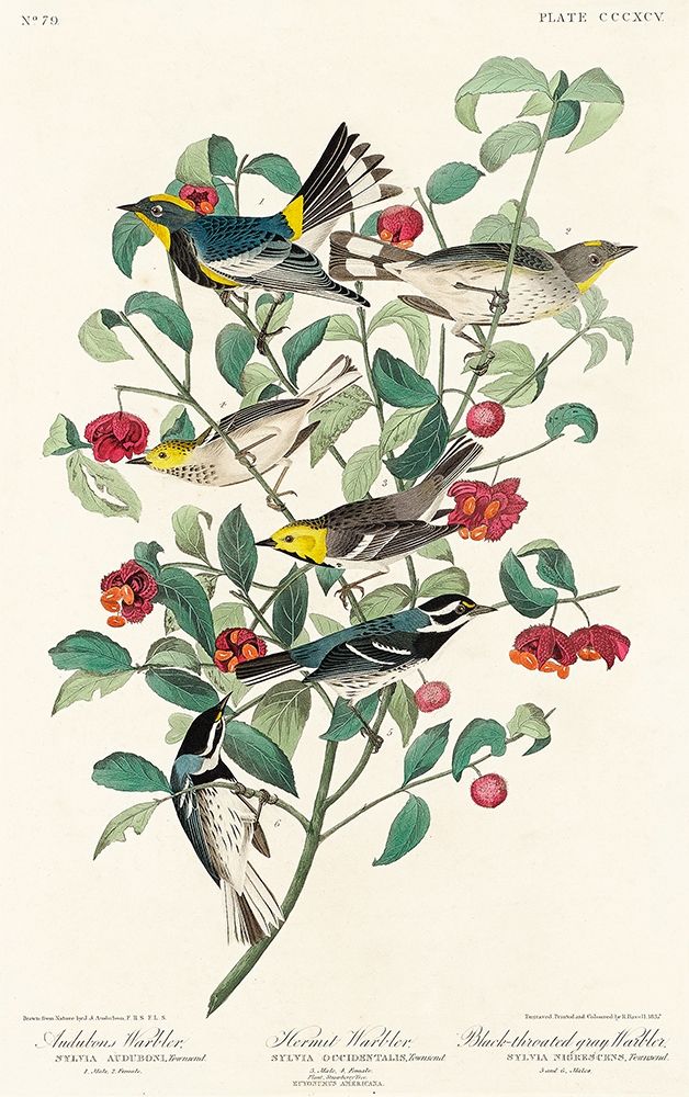 Audubons Warbler, Hermit Warbler and Black-throated gray WarblerÂ  art print by John James Audubon for $57.95 CAD