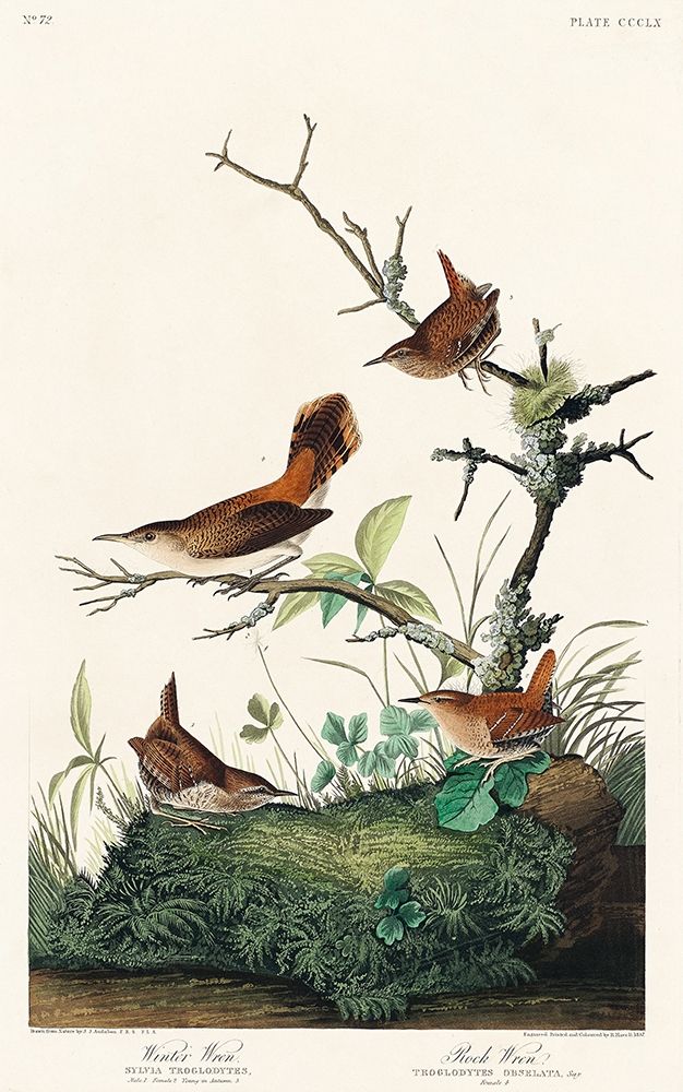 Winter Wren and Rock Wren art print by John James Audubon for $57.95 CAD