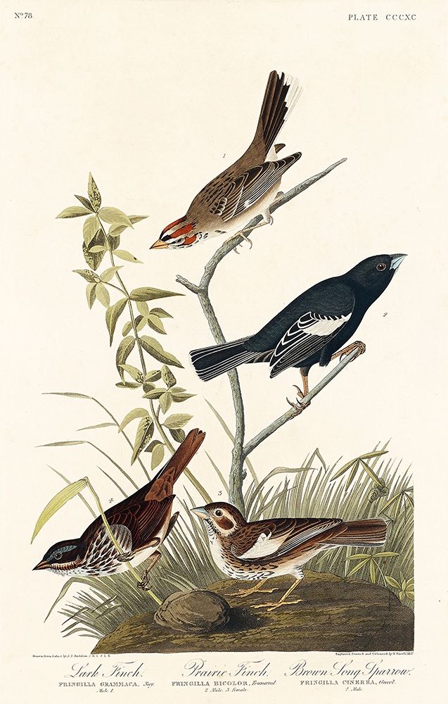 Lark Finch, Prairie Finch and Brown Song Sparrow art print by John James Audubon for $57.95 CAD