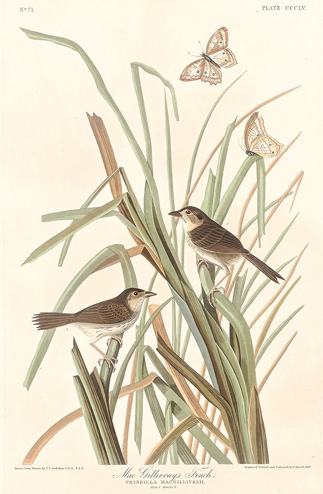 MacGillivrays Finch art print by John James Audubon for $57.95 CAD