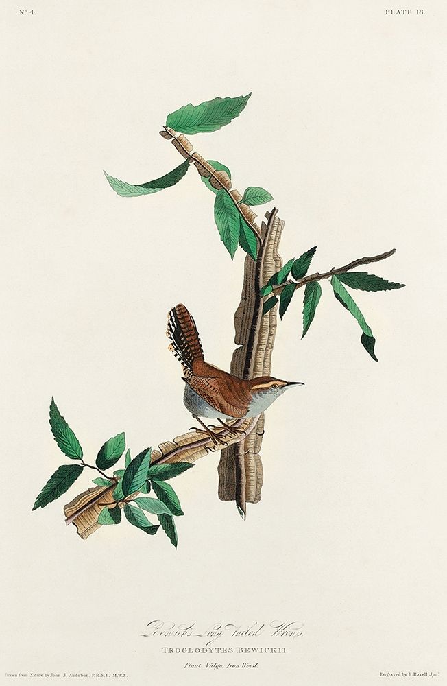 Bewicks Wren art print by John James Audubon for $57.95 CAD