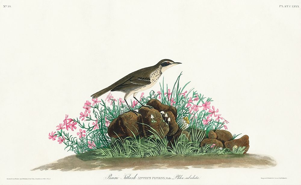 Prairie Titlark art print by John James Audubon for $57.95 CAD