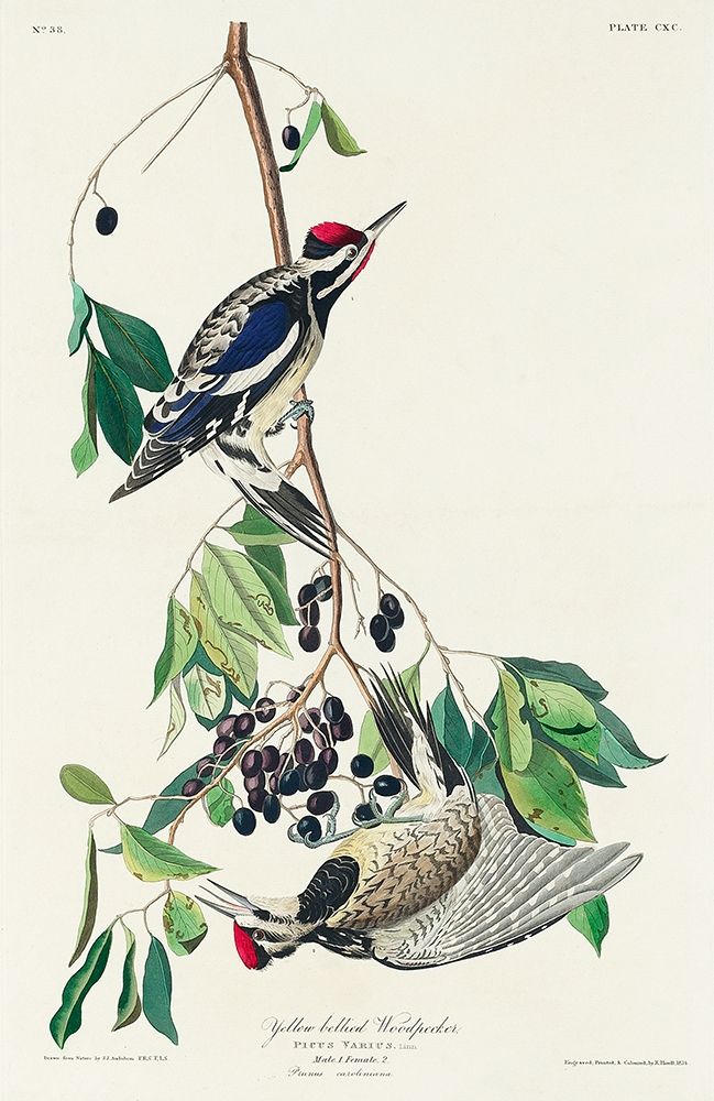 Yellow bellied Woodpecker art print by John James Audubon for $57.95 CAD