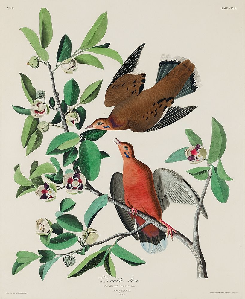 Canada Dove art print by John James Audubon for $57.95 CAD