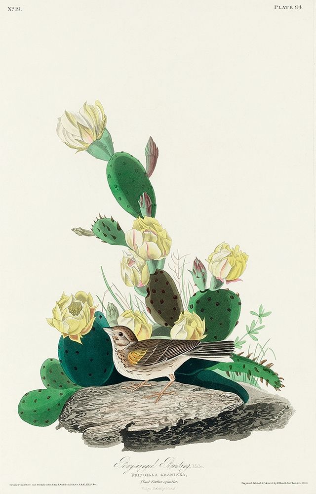 Grass Finch, or Bay-winged Bunting art print by John James Audubon for $57.95 CAD