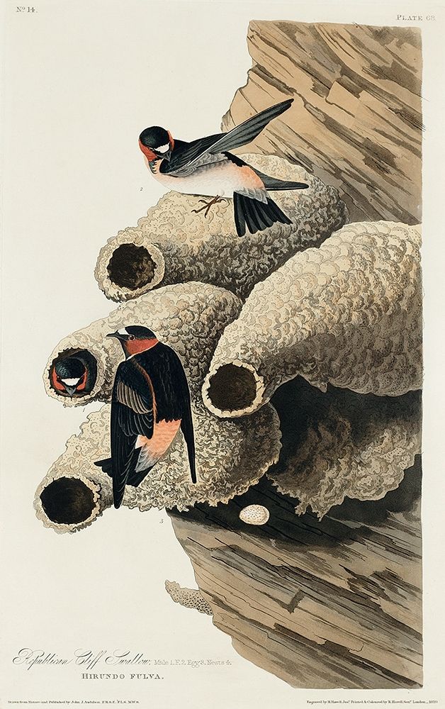 Republican, or Cliff Swallow art print by John James Audubon for $57.95 CAD