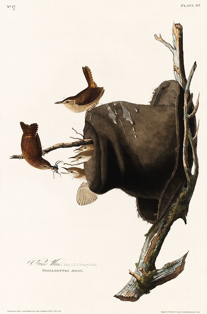 House Wren art print by John James Audubon for $57.95 CAD