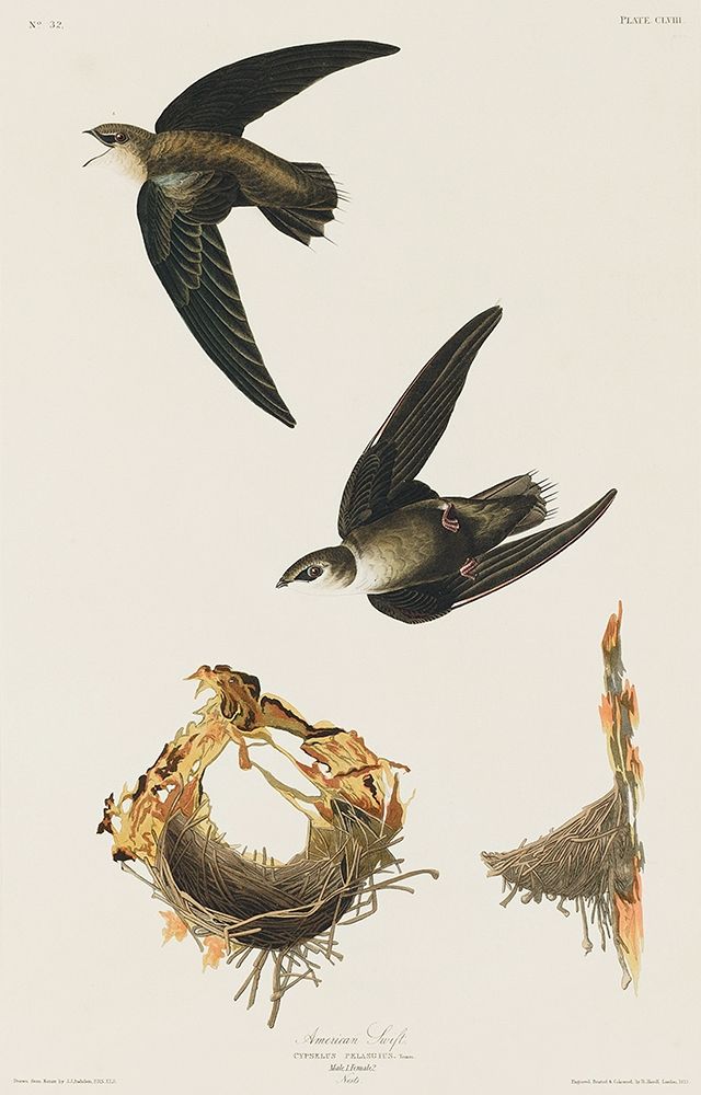 American Swift art print by John James Audubon for $57.95 CAD