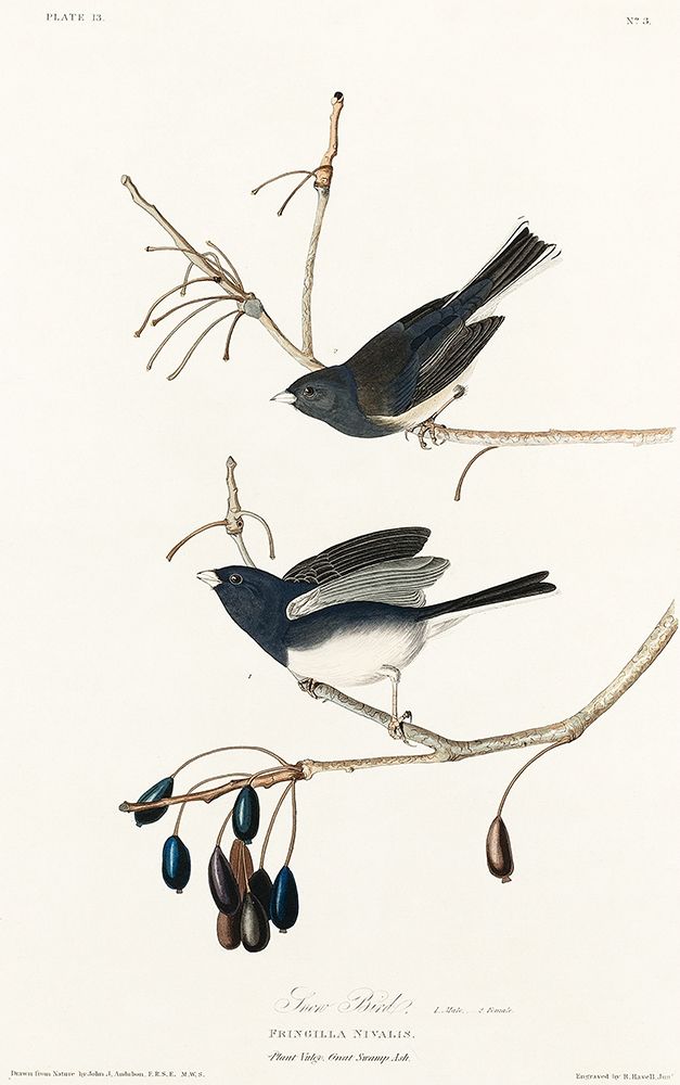 Snow Bird art print by John James Audubon for $57.95 CAD