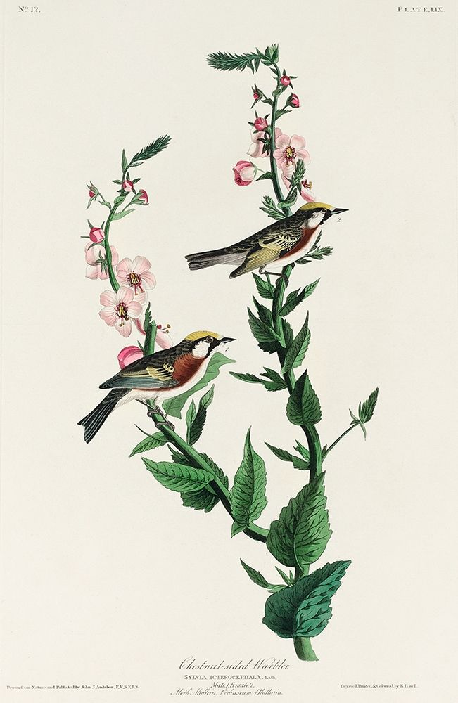 Chestnut-sided Warbler art print by John James Audubon for $57.95 CAD