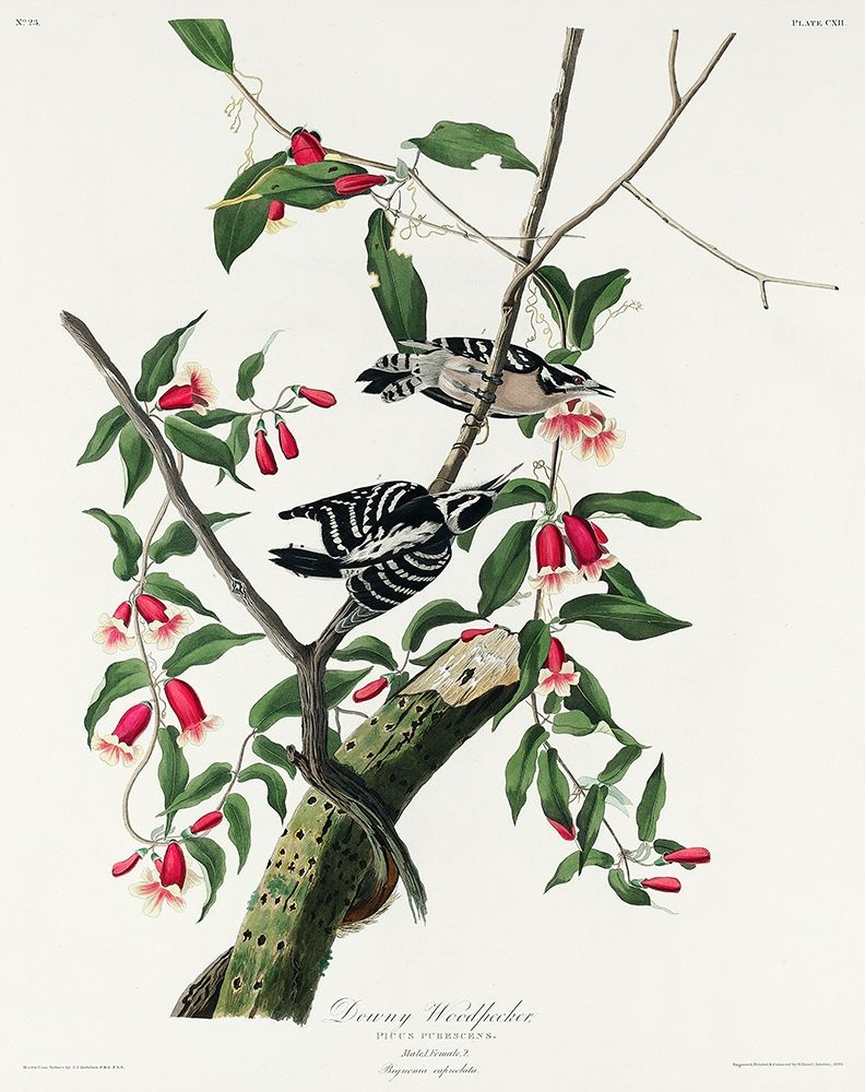 Downy Woodpecker art print by John James Audubon for $57.95 CAD
