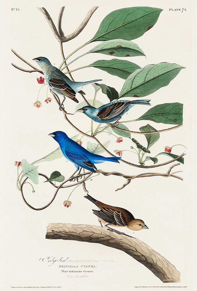 Indigo Bird art print by John James Audubon for $57.95 CAD