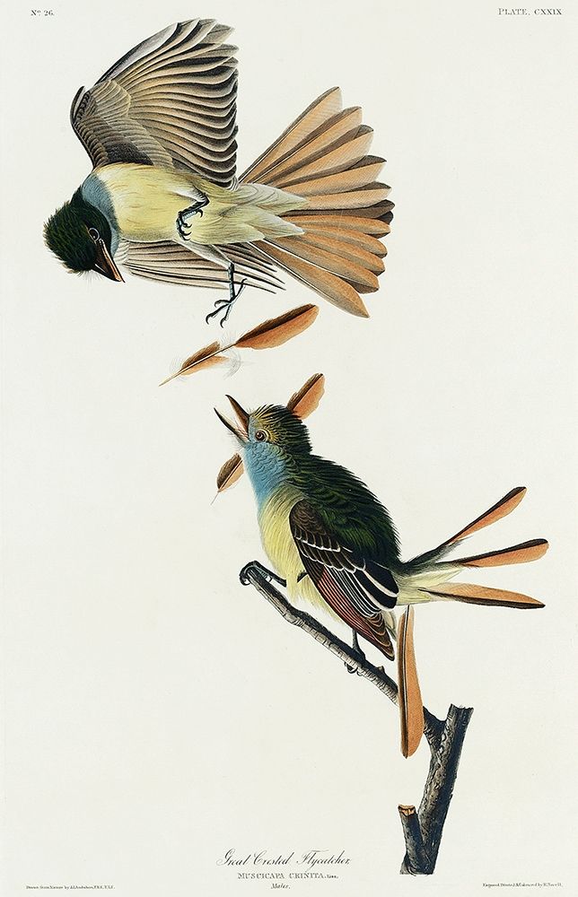 Great Crested Flycatcher art print by John James Audubon for $57.95 CAD