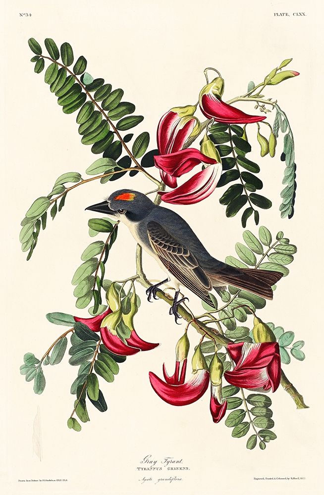 Piping Flycatcher art print by John James Audubon for $57.95 CAD