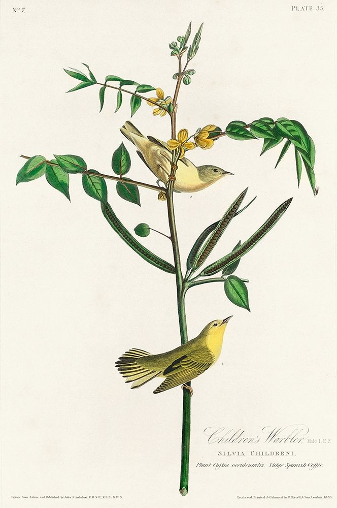 Childrens Warbler art print by John James Audubon for $57.95 CAD
