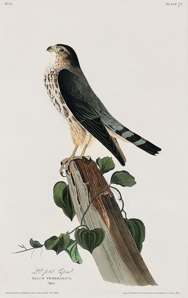 Le Petit Caporal art print by John James Audubon for $57.95 CAD