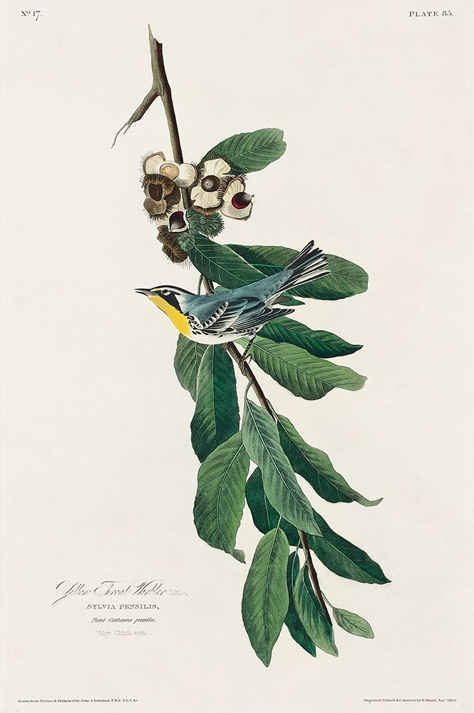 Yellow Throated Warbler art print by John James Audubon for $57.95 CAD