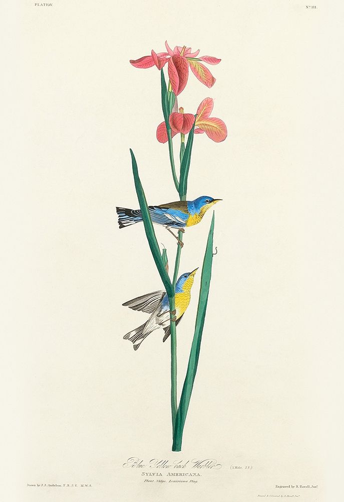 Blue Yellow back Warbler art print by John James Audubon for $57.95 CAD