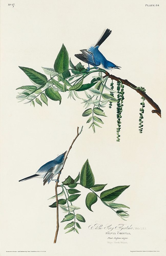 Blue-Grey Fly-catcher art print by John James Audubon for $57.95 CAD