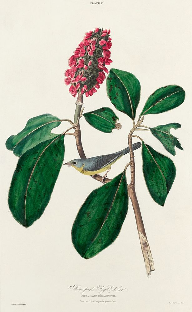 Bonapartes Flycatcher art print by John James Audubon for $57.95 CAD