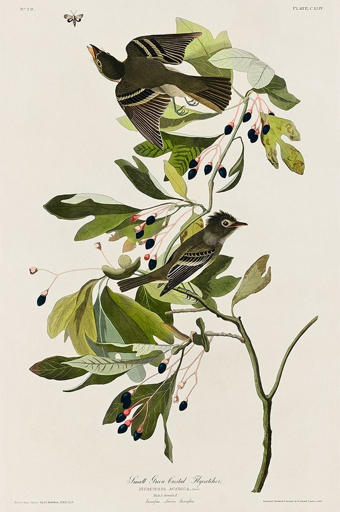 Small Green Crested FlycatcherÂ  art print by John James Audubon for $57.95 CAD