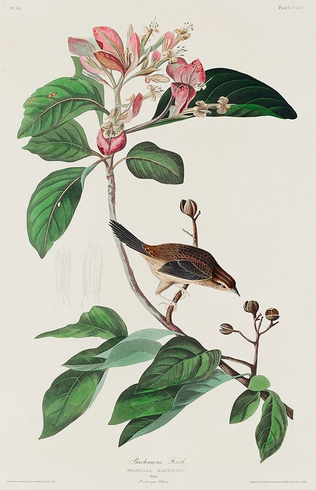 Bachmans Finch art print by John James Audubon for $57.95 CAD