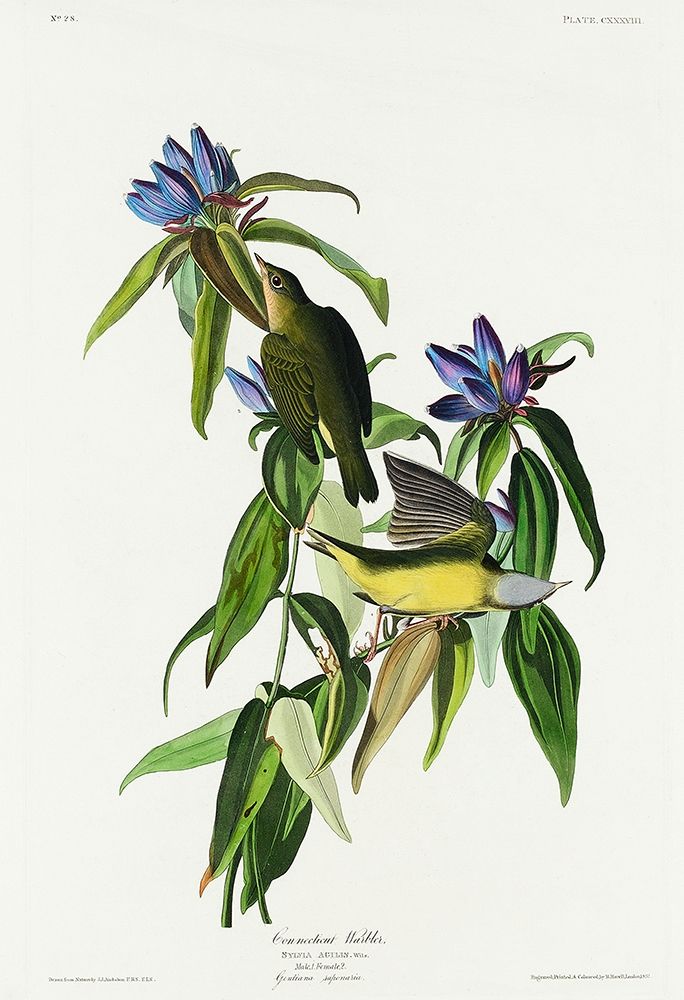 Connecticut Warbler art print by John James Audubon for $57.95 CAD