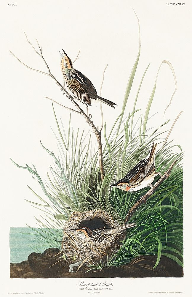Sharp-tailed Finch art print by John James Audubon for $57.95 CAD
